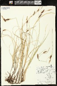 Carex saxatilis image