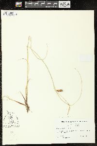 Carex saxatilis image