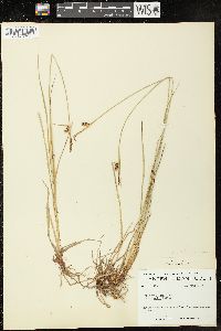 Carex saxatilis image