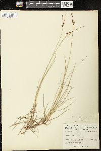 Carex saxatilis image