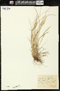 Image of Carex saximontana