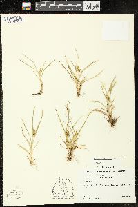 Carex saxilittoralis image