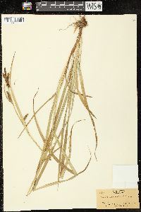 Carex scabrata image