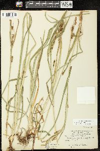 Carex scabrata image