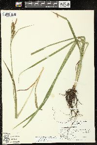 Carex scabrata image