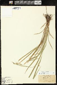 Carex scabrata image