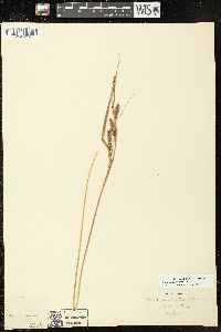 Carex scabrata image