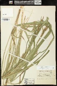 Carex scabrata image