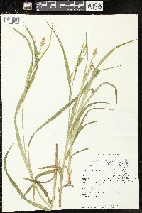 Carex scabrata image