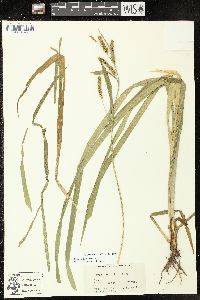 Carex scabrata image