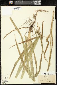 Carex scabrata image