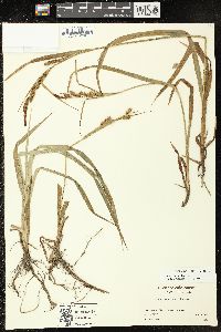 Carex scabrata image