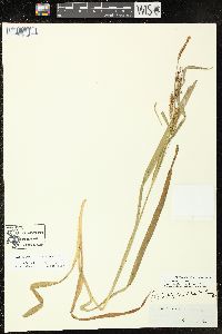 Carex scabrata image