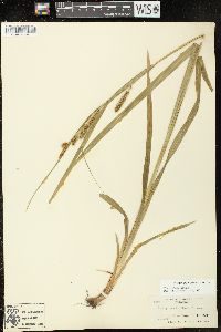 Carex scabrata image