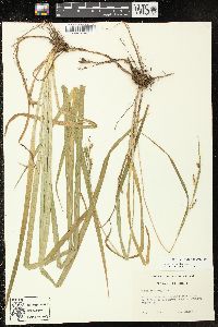 Carex scabrata image