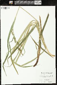 Carex scabrata image