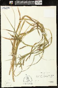 Carex scabrata image