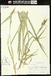 Carex scabrata image