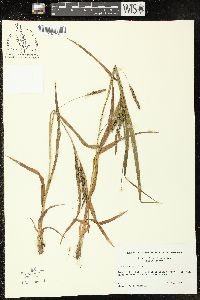 Carex scabrata image