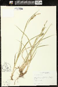 Carex scabrata image