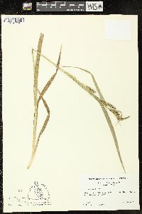 Carex scabrata image