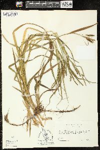 Carex scabrata image