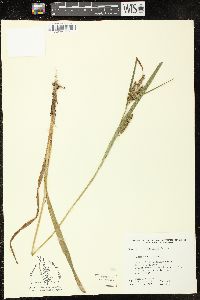 Carex scabrata image