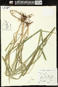 Carex scabrata image