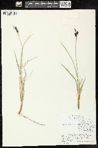 Carex stylosa image