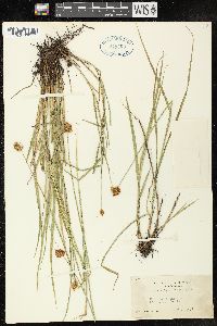 Image of Carex subbracteata