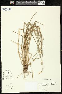 Carex styloflexa image