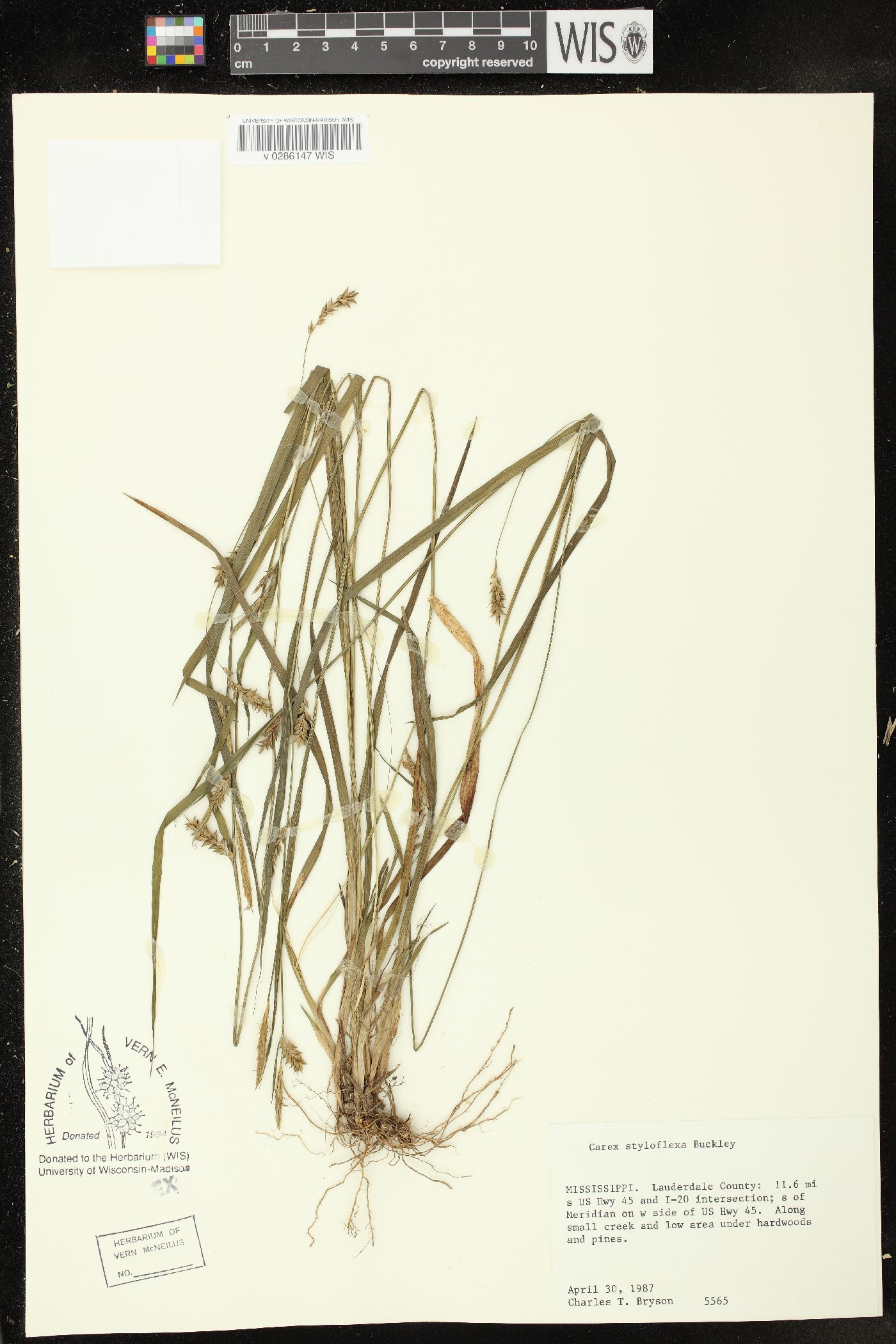 Carex styloflexa image