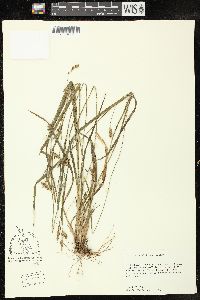 Carex styloflexa image