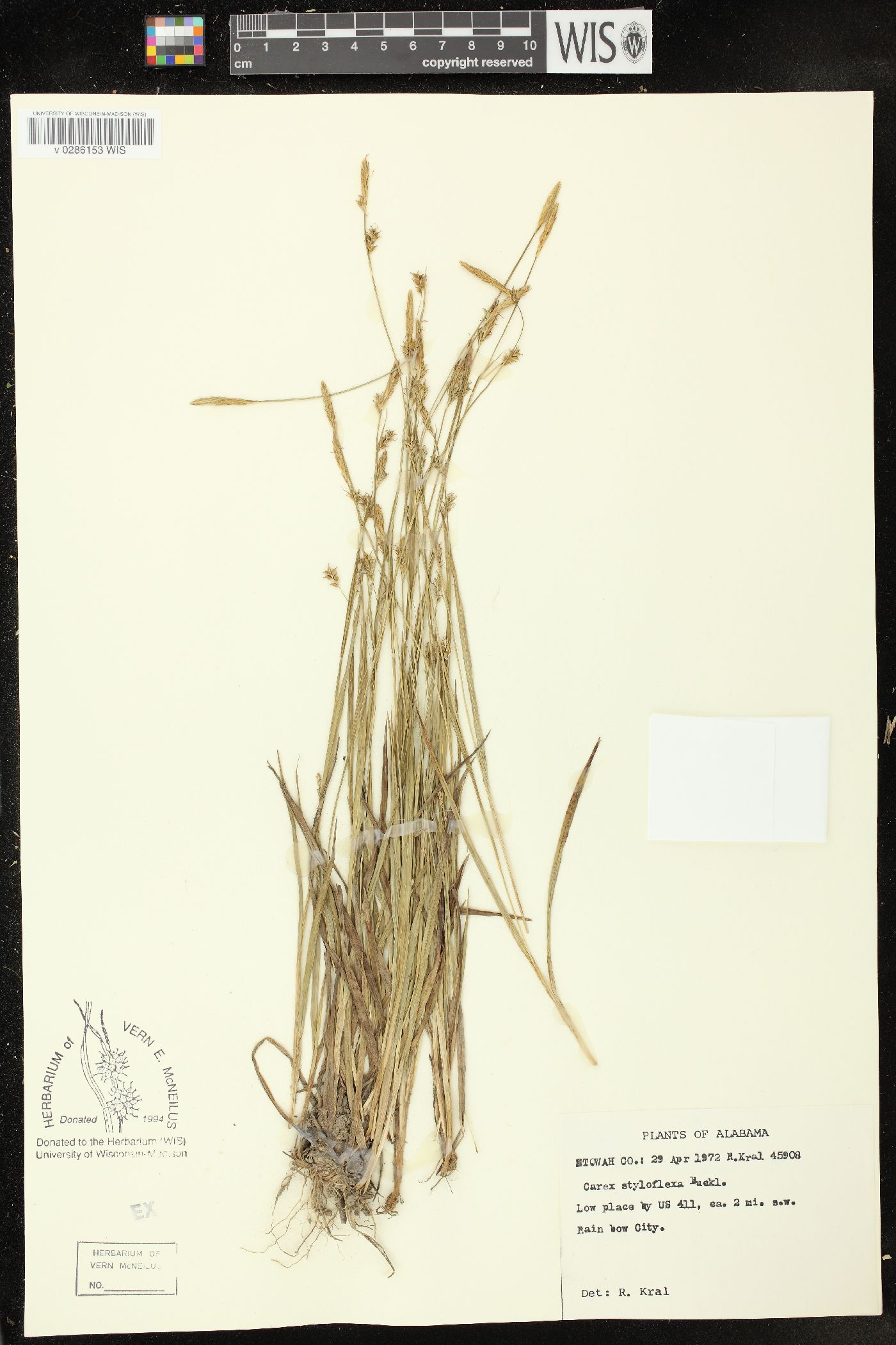 Carex styloflexa image