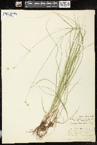 Carex tenera image