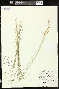 Carex tenera image