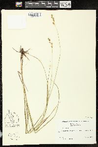 Carex tenera image