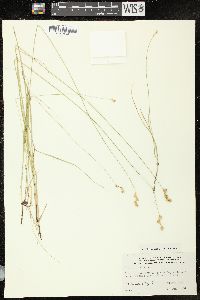 Carex tenera image