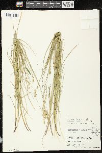 Carex tenera image