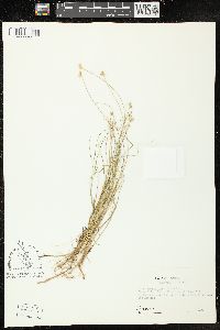 Carex tenuiflora image