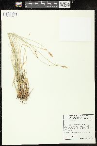 Carex teneraeformis image