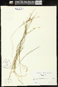 Carex tetanica image