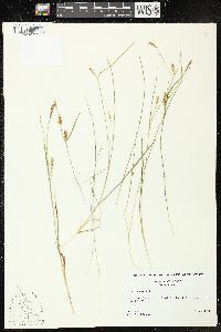 Carex tetanica image