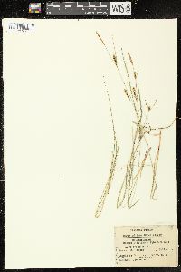 Carex tetanica image