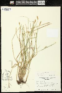 Carex tetanica image