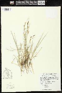 Carex tetanica image