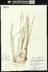 Carex tetanica image