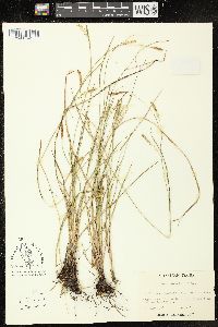 Carex tetanica image