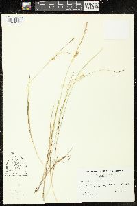 Carex tetanica image