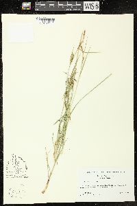 Carex tetanica image